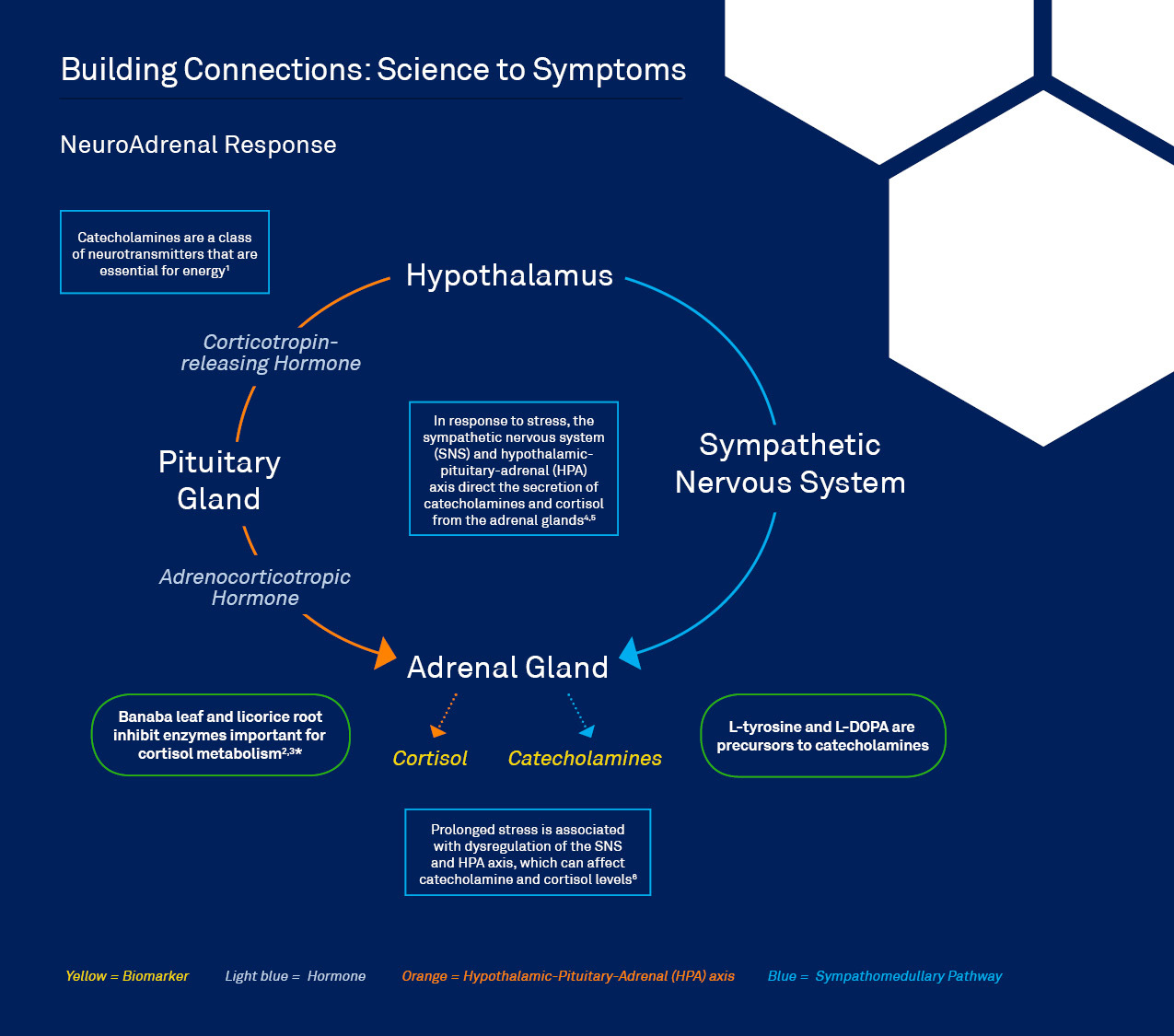 Adrenal Pathway