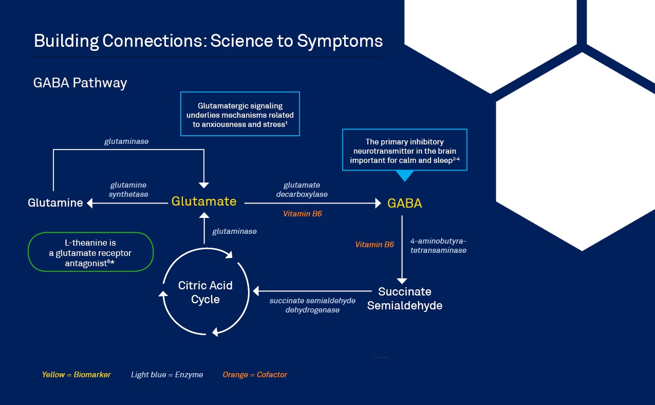 Anxiousness Stress Pathway