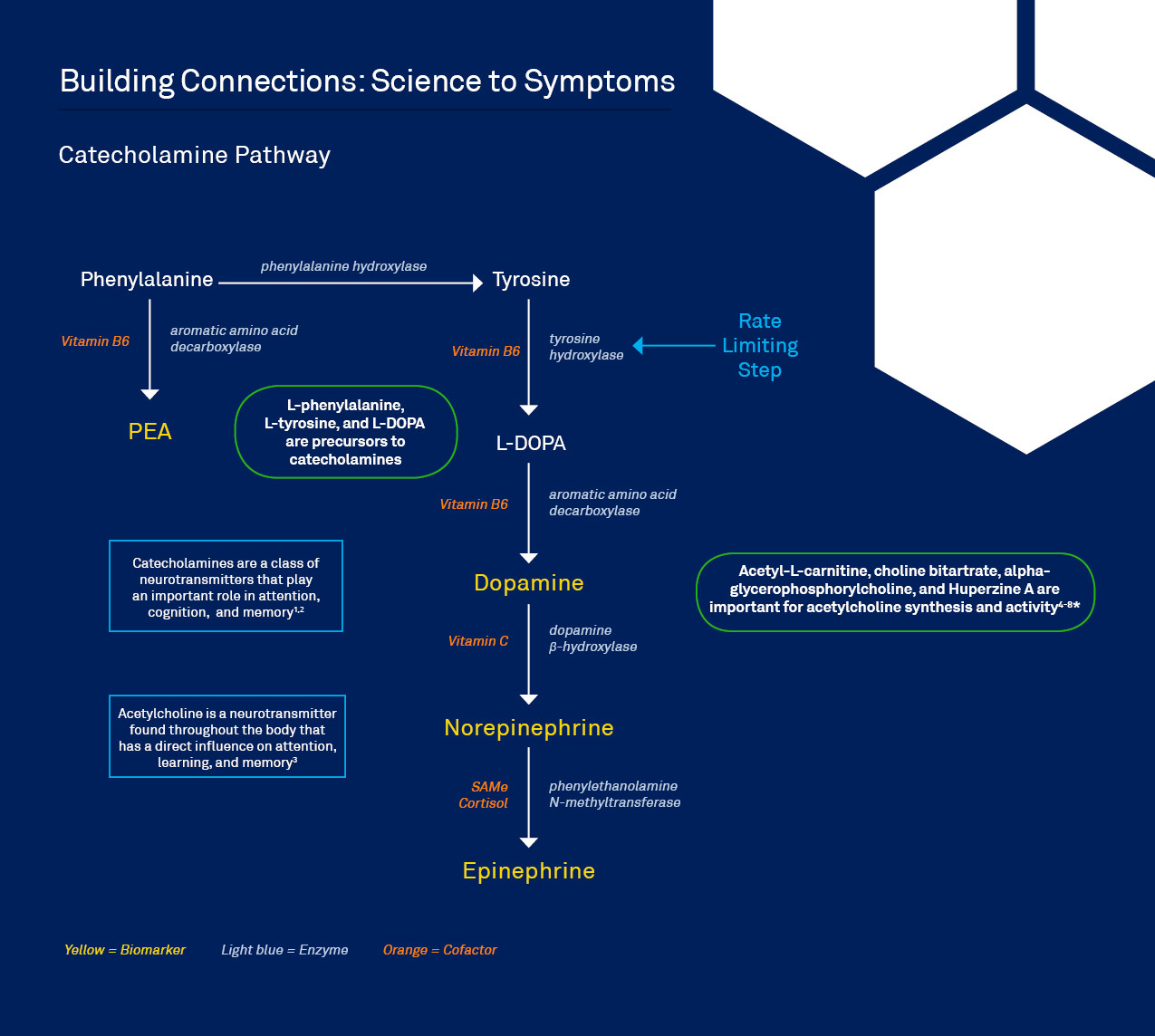 Cognition Focus Pathway