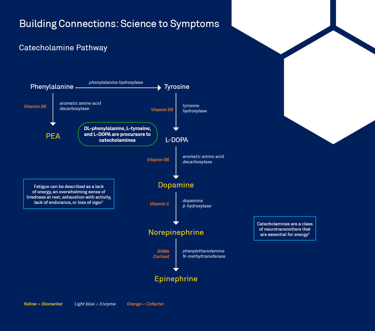 Energy Pathway