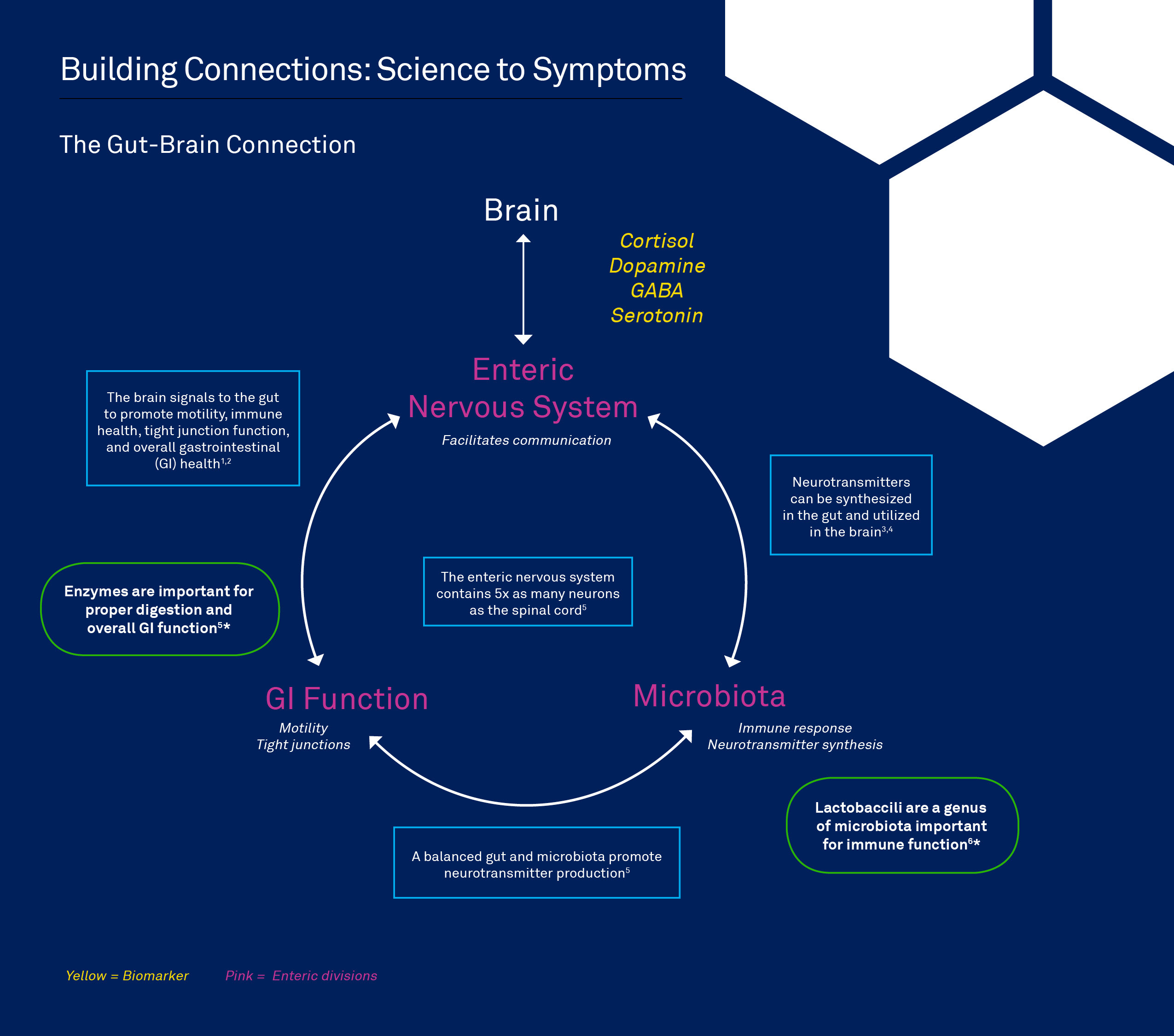 Gi Pathway