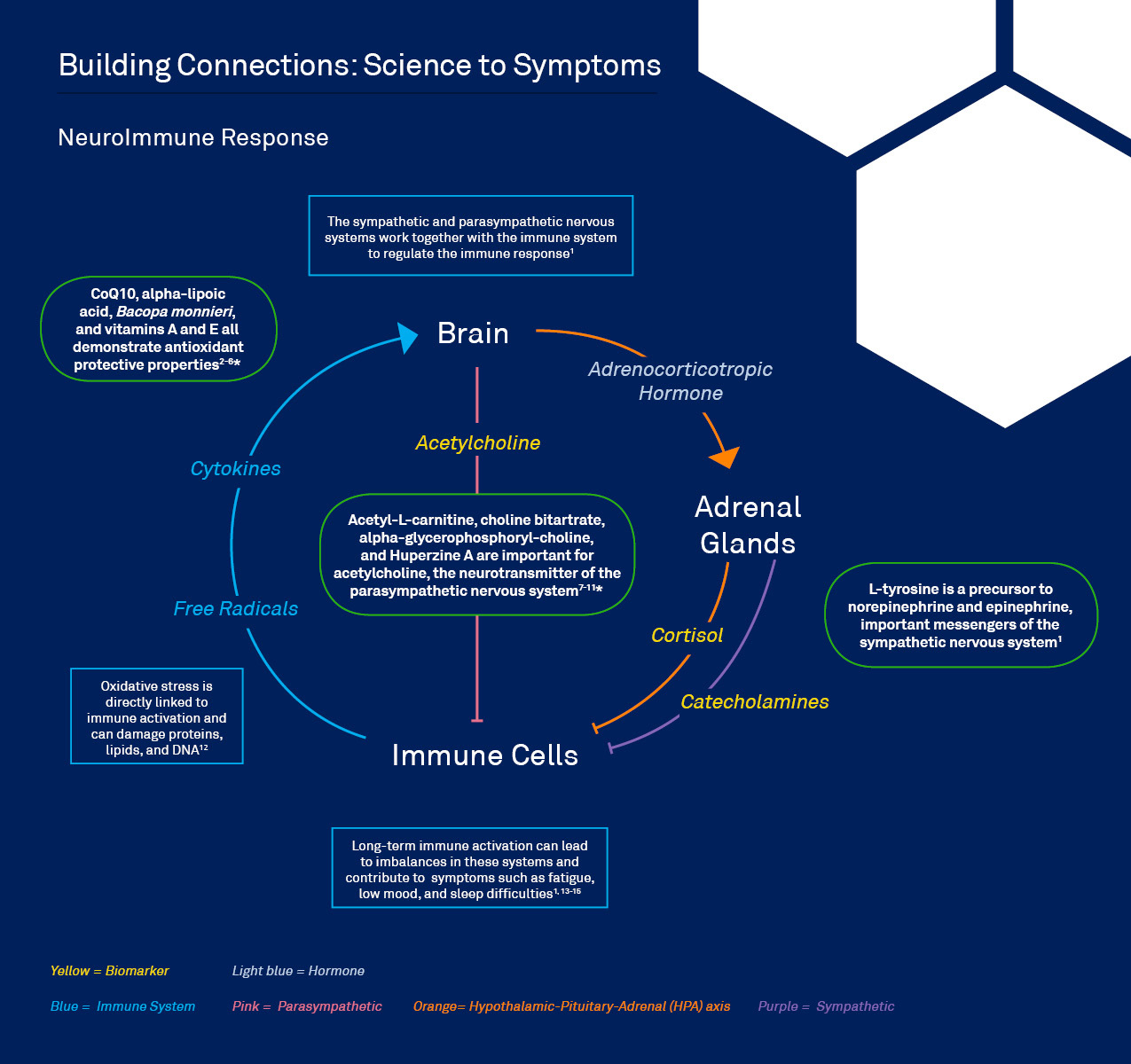 Immune Pathway