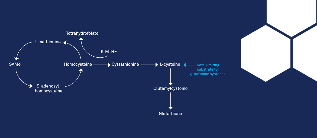 Calm G pathway