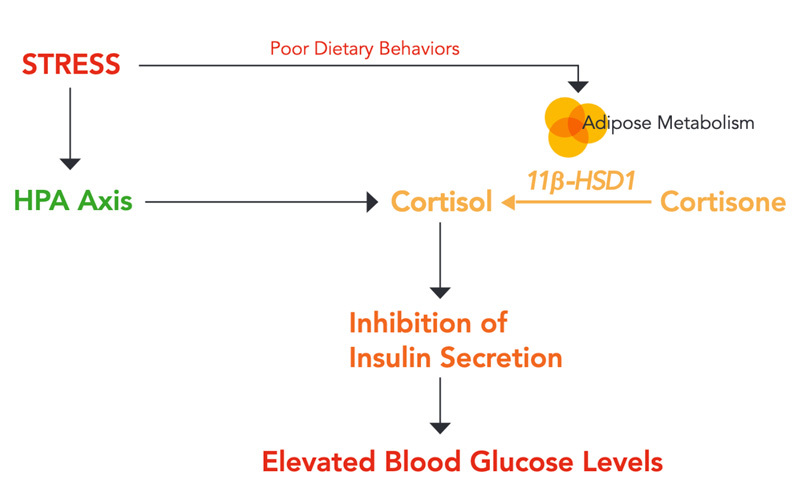 HPA axis and cortisol metabolism