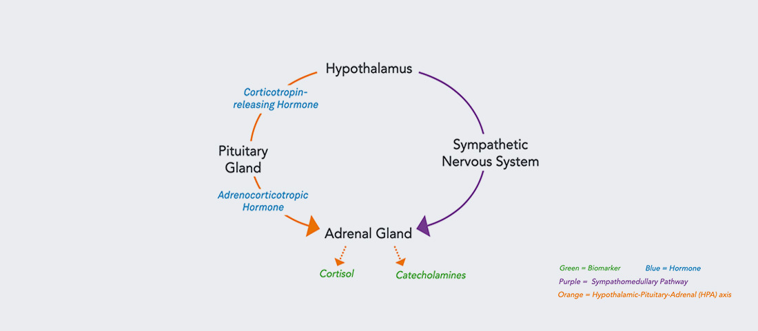 Neuro Adrenal response