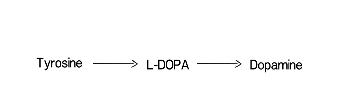 Catecholamine pathway
